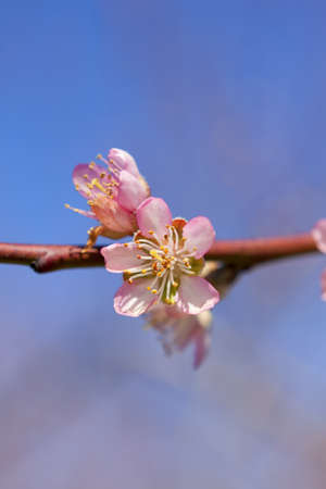 Blossoming orchard in the spring.