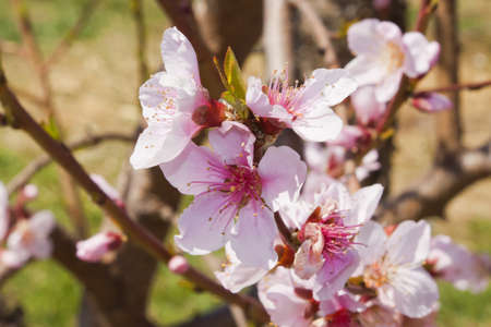 Blossoming orchard in the spring.の写真素材