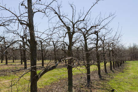 Blossoming orchard in the spring.