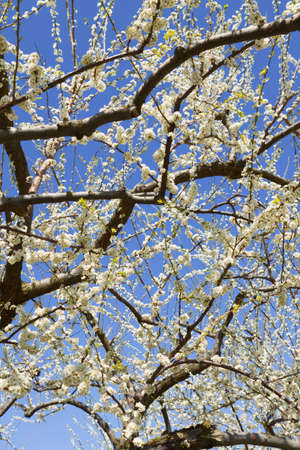 Blossoming orchard in the spring.