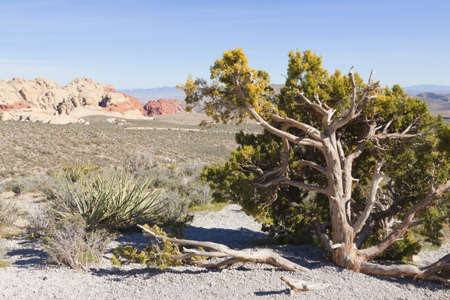 View of dry landscape and red rock formations of the Mojave Desert..の写真素材