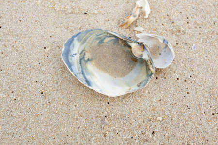Clam shell on the beach on a hot summer day