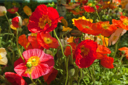 Beautiful flowers in the garden.の写真素材