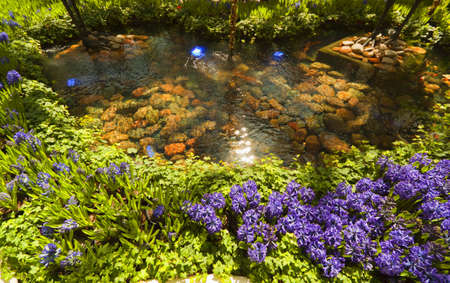 Beautiful flowers in the garden の写真素材