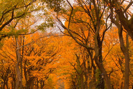 Colorful fall scenery landscapes.の写真素材