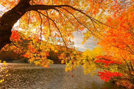 Colorful fall scenery landscapes.の写真素材