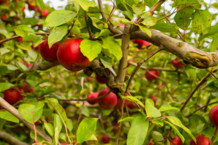 Fresh apples in the Apple orchard.の写真素材