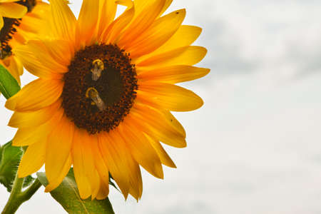 Bees pollinating sunflowers blooming in the farm fields.