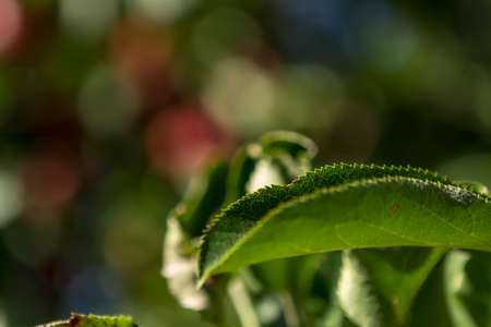Fresh apples in the apple orchard