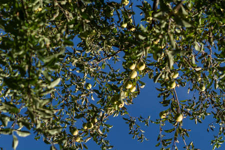 Fresh apples in the apple orchardの写真素材