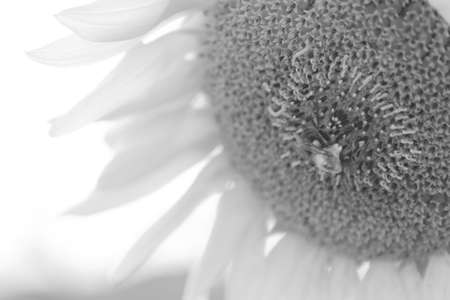 Sunflowers blloming on the farmland.の写真素材