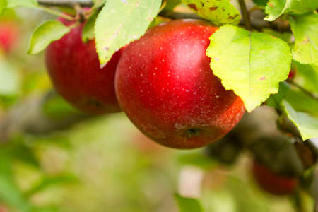 Fresh apples in the Apple orchard.の写真素材