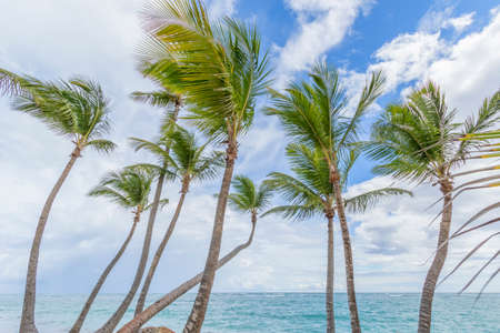 Palm trees on the tropical Caribbean beach.の写真素材
