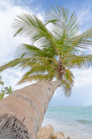 Palm trees on the tropical Caribbean beach.の写真素材