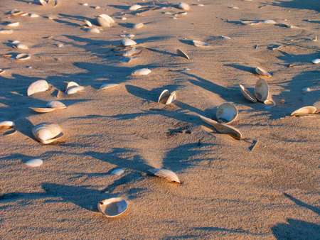 Sandy beach.の写真素材