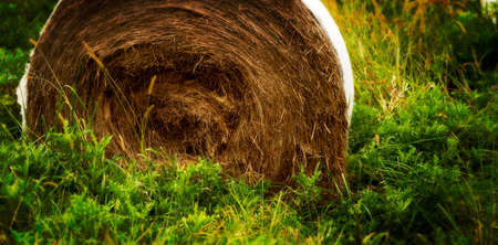 Bale of hay on the farmlandの写真素材