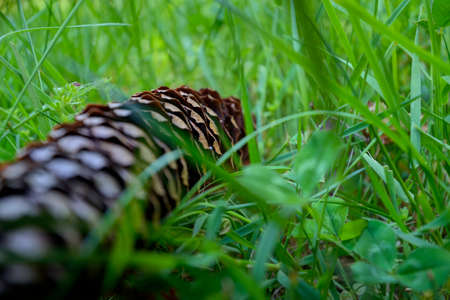 Grassy landscapeの写真素材