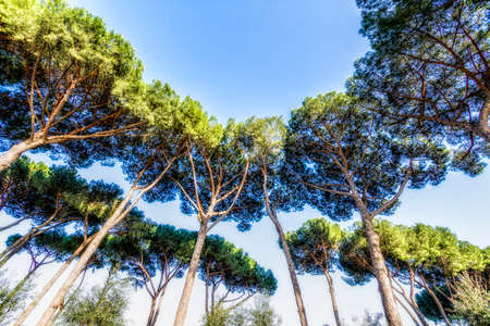 Tree landscapeの写真素材