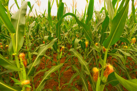 Corn fieldsの写真素材