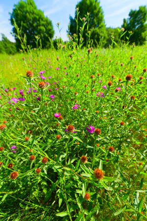 Grassy landscapeの写真素材