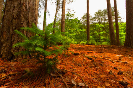 Tree landscape