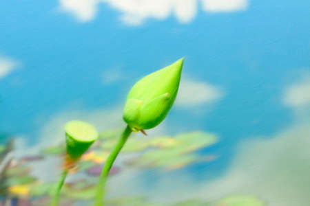 Beautiful flowers.の写真素材