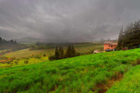 Grassy landscape