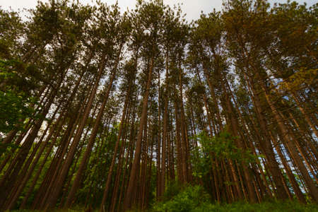 Tree landscapeの写真素材