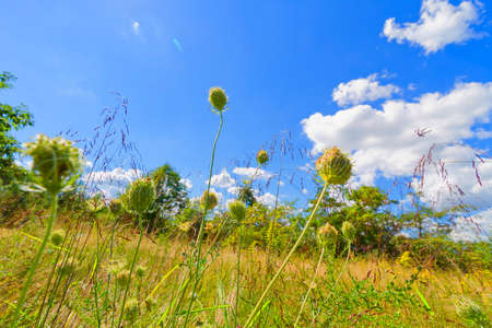 Grassy landscape