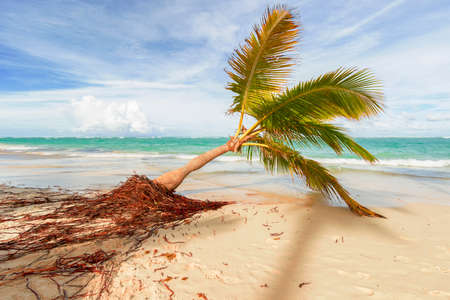 View of Caribbean beach with palm trees.の写真素材