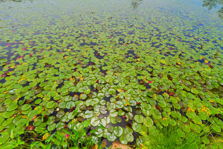 Beautiful view of sunset on the forest lake.の写真素材