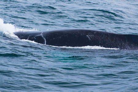 Whale watching experience off the coast of Atlantic.の写真素材