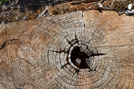 Old cut weathered wood texture with age rings background.