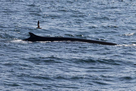 Whale watching experience off the coast of Atlantic.の写真素材
