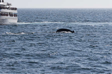 Whale watching experience off the coast of Atlantic.の写真素材