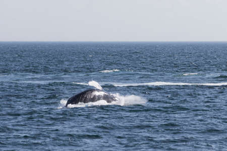 Whale watching experience off the coast of Atlantic.の写真素材