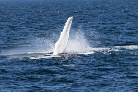 Whale watching experience off the coast of Atlantic.の写真素材