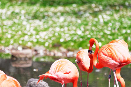 Beautiful pink flamingoes in a flock.の写真素材