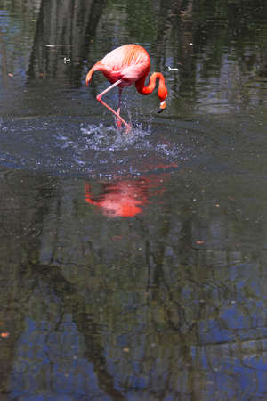 Beautiful pink flamingoes in a flock.の写真素材