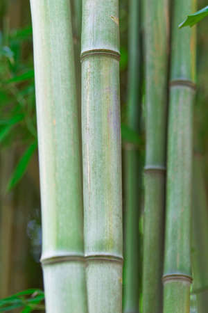 Green bamboo shoots.の写真素材
