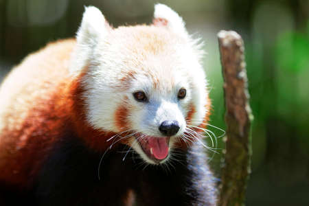 Cute Red Panda posing for the camera.の写真素材