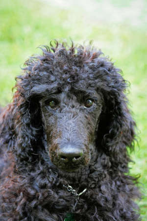A portrait of a cute black poodle puppy with expressive eyes on a green grassy lawn.の写真素材