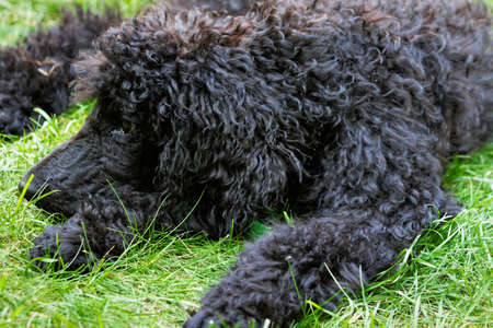 A portrait of a cute black poodle puppy with expressive eyes on a green grassy lawn.の写真素材