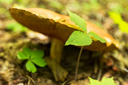 Wild mushroom growing in a forest.