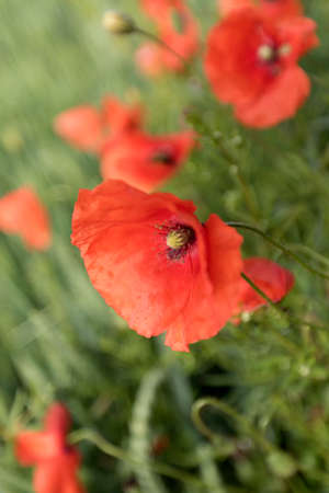 Bright red poppy flowers in the meadow on a summer day.の写真素材