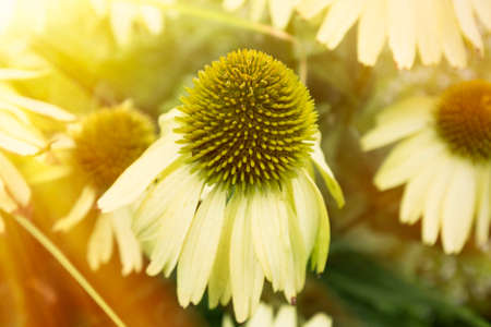 Beautiful sunlit flowers in the garden.の写真素材
