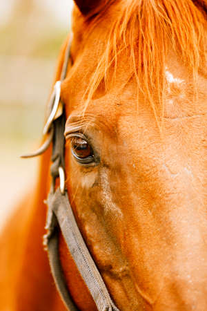 Racehorse portrait on the farm.の写真素材