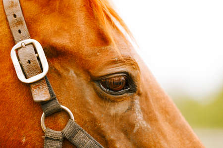 Racehorse portrait on the farm.の写真素材