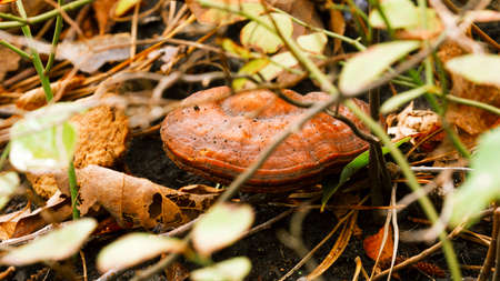 Wild mushroom growing in a forest.の写真素材