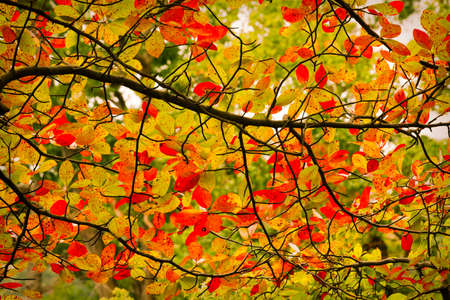 Colorful fall scenery.の写真素材